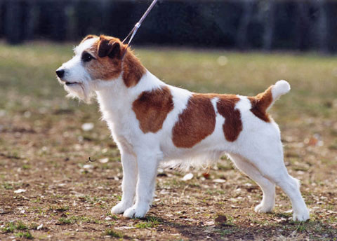 jack-russell-terrier-m001.jpg